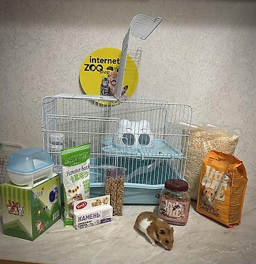Хомяки: Продаются хомячки ручные. В нашем питомнике вы можете приобрести — 28