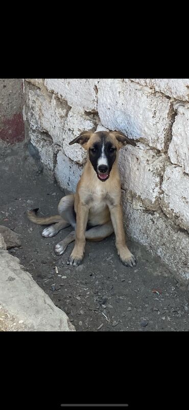 balaca it adlari: Çoban iti, 4 ay, Dişi