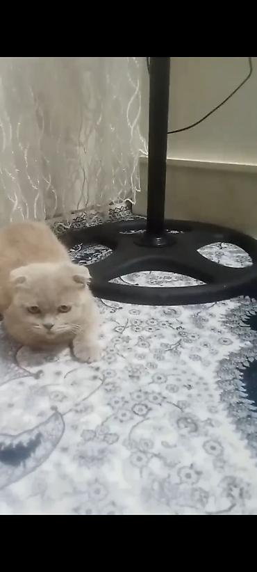 шотландская кошка шиншилла: Скотиш Фолд (Шотландская вислоухая), 6 месяцев, Девочка, Приучена к лотку — 3