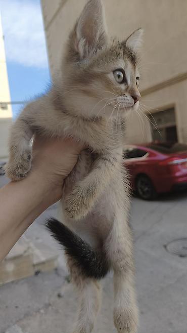 Şinşilla, Erkək, Dişi, Yaxşı əllərə, Ödənişli çatdırılma lalafo.az -da Şinşilla, Erkək, Dişi, Yaxşı əllərə, Ödənişli çatdırılma
