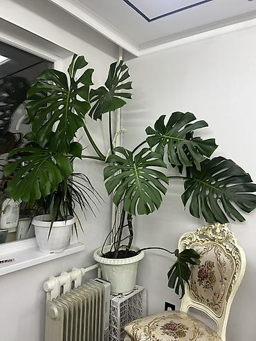 Драцены и Сансевиерии: Доставка по городу бесплатно . Адаптированные пересаженные Комнатные — 59