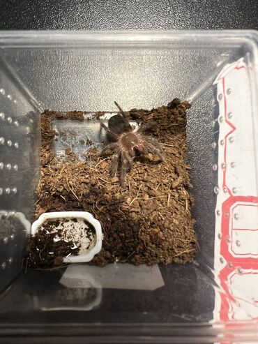 кормовая пшеница: Продаются пауки и скорпионы Пауки : Род Grammostola 4L -1000сом