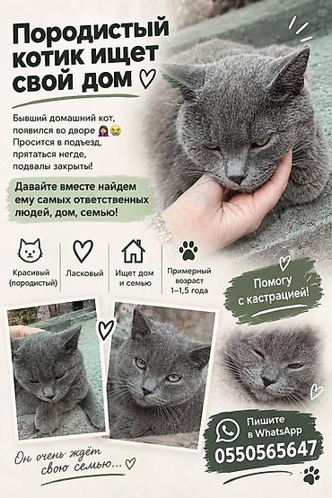 Отдам даром кошку: 1 год, Мальчик — 1