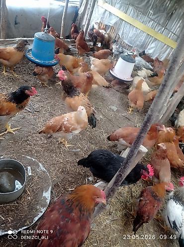 tap az qusar heyvanlar: Salam bu gorduyunuz lider sortu HEM ETLIK HEMDE YUMRTALIGUCUN — 9