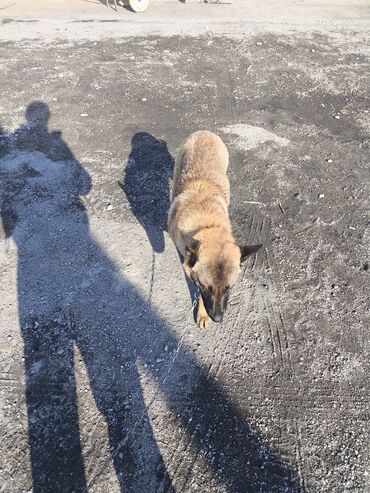 Продажа собак: Порода: бельгийская овчарка (малинуа) Самец Описание: - ОПЫТНЫЙ — 19