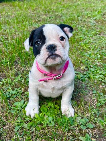 Psi: Odgajivacnica pasa "Happy Puppies" ima u ponudi prelepe stence — 6