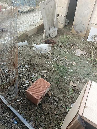 broiler ross 308: Toyuq, Damazlıq, Pulsuz çatdırılma — 3