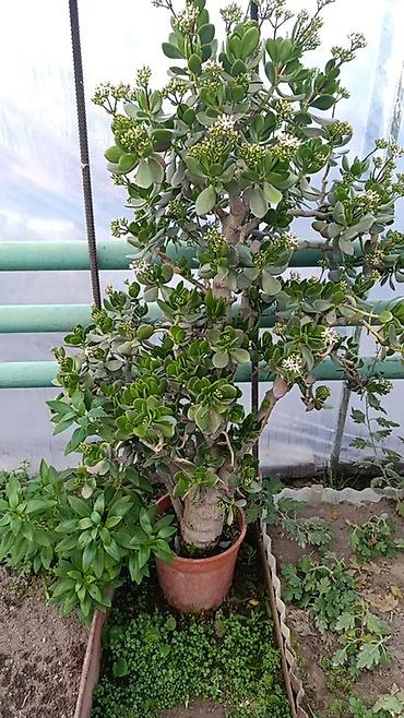 бонсай: Толстянка (Crassula ovata, «денежное дерево») в кадке. Высота 120 — 2