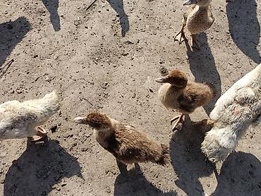 шотландская прямоухая кошка цена: Продаю | Индюшата | Для разведения — 3