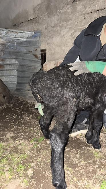 Баран, овца: Продаю | Овца (самка), Ягненок, Баран (самец) | Арашан | Для разведения — 24