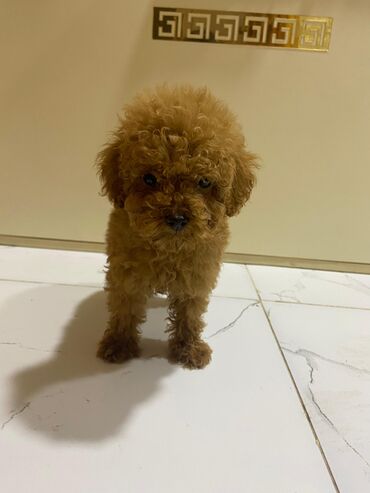 toy budel: Pudel, 4 ay, Dişi, Peyvəndli, Ünvandan götürmə