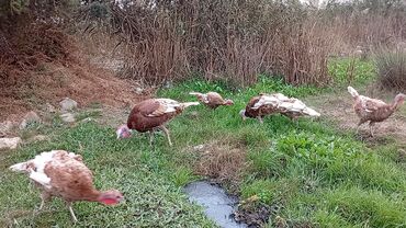 Hinduşka: Qırmızı kanada Hinduşka balalarının satışı başlayıb hər həftə olacaq — 5