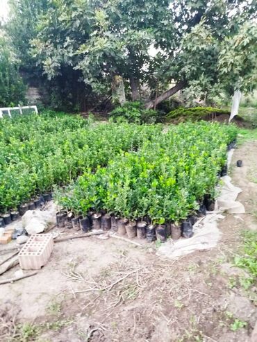 Ağaclar: Dekorativ agaclar — 6