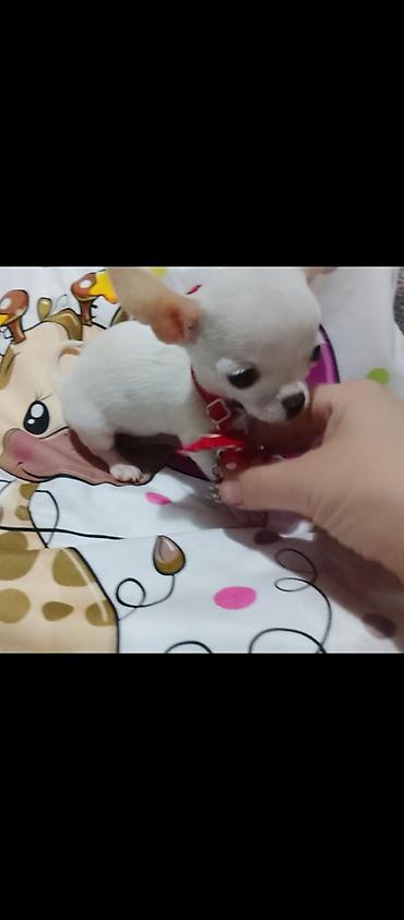 Psi: MINI ČIVAVE. Mini čivave oba pola kristalno bele, zlatne i na lalafo.rs — 2 Psi: MINI ČIVAVE. Mini čivave oba pola kristalno bele, zlatne i — 2