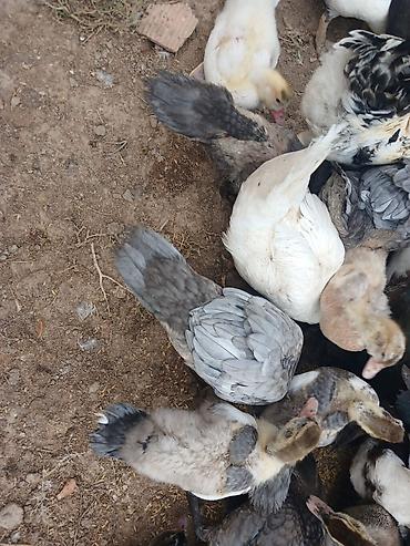 dovsan sekli: Muscovy ördəkləri (indoutka) – müxtəlif rəng çeşidləri ilə qarışıq — 6