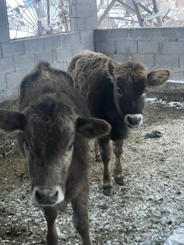 Коровы, быки: Продаю | Тёлка | На откорм, Для разведения, Для молока — 10