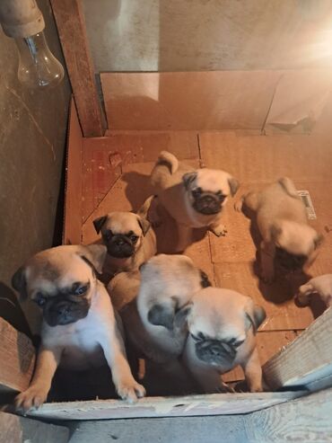 itlet: Mops, 1 ay, Dişi, Peyvəndli, Ünvandan götürmə, Pulsuz çatdırılma, Ödənişli çatdırılma