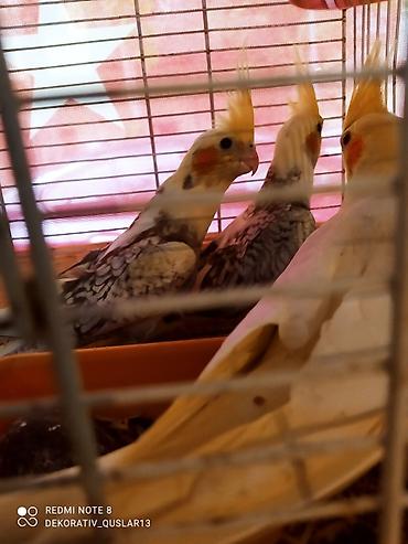 Tutuquşları: Salam. valnisti ve cex cexden donme cex vistivkanin qarisigi adi ile — 12