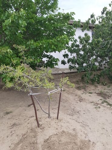 Bağ evlərinin satışı: Saray, 90 kv. m, 3 otaqlı, Artezian quyusu, İnternet, Telefon — 13