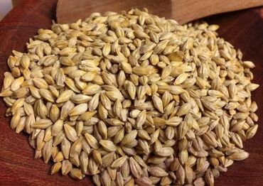 пшеница ячмень: Арпа оптом сатылат. Яровой сорт, семенной, Уруктукка да болот