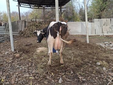 домик для животных: Сатам | Уй (ургаачы) | Голштин | Сүт алуу үчүн | Музоологондон кийин