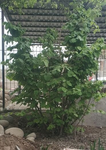 фундук цена бишкек: Срочно!!! Фундук дерево молодое, высотой более 3 метров. Уже