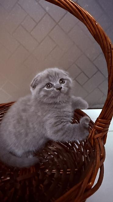 куда можно отдать кошку в бишкеке: Скотиш Фолд (Шотландская вислоухая), 2 месяца, Девочка, Голубой, Приучена к лотку — 4