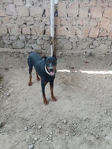 i̇tlər doberman: Doberman — 1