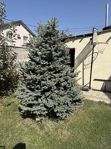 охрана на дачу: Продаётся голубая ель (ель колючая) 🌲 Красивое, взрослое дерево — 4