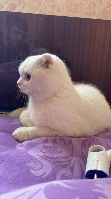 Pişiklər: Şotland, Dişi, Yaxşı əllərə, Pulsuz çatdırılma -da lalafo.az — 11 Pişiklər: Şotland, Dişi, Yaxşı əllərə, Pulsuz çatdırılma — 11