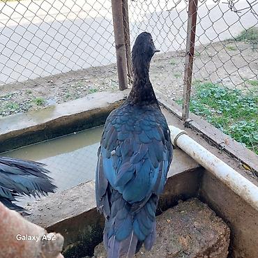 at satsi: Təmiz qan Orginal Zümrüdü Lal ördəy bir erkəy bir fərə qanının — 6