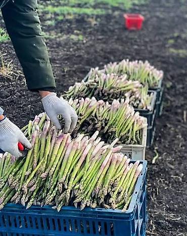 Декоративные цветы: Пионы. Пионы корнями. Дикий виноград вьющийся, плетущийся как плющ — 29