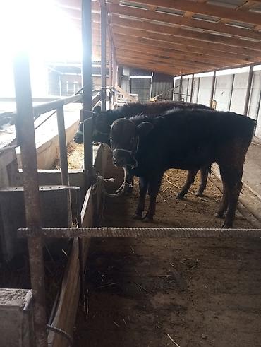 Коровы, быки: Продаю | Бык (самец) | На откорм | Привязанные at lalafo.kg — 9 Коровы, быки: Продаю | Бык (самец) | На откорм | Привязанные — 9