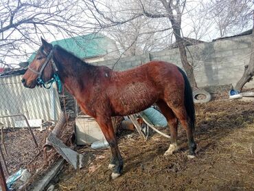 арабская лошадь цена: Продаю | Конь (самец) | Для разведения, Рабочий, Конный спорт | Племенные