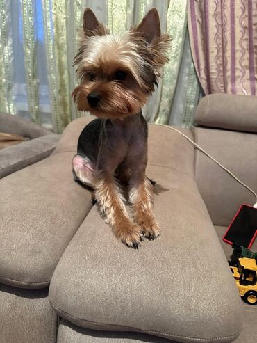 сколько стоит питбуль в бишкеке: Йоркширский терьер, 8 месяцев, Самец, С прививкой