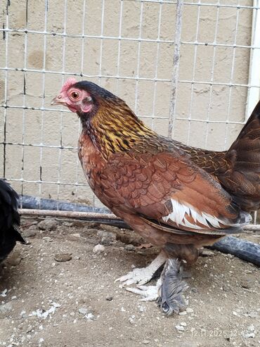 Toyuqlar: Toyuq, Damazlıq, Ünvandan götürmə — 6