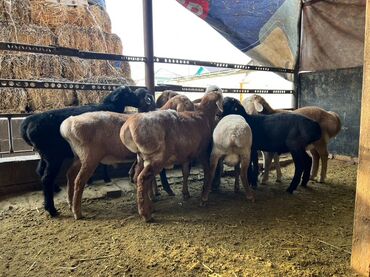 Бараны, овцы: Продаю | Баран (самец), Овца (самка) | На забой — 7