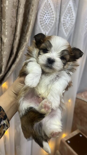 İtlər: Malta bolonka, 1 ay, Erkek -da lalafo.az — 1 İtlər: Malta bolonka, 1 ay, Erkek — 1