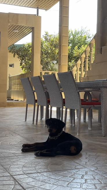 Doberman, 4 ay, Erkək, Sənədli lalafo.az -da Doberman, 4 ay, Erkək, Sənədli
