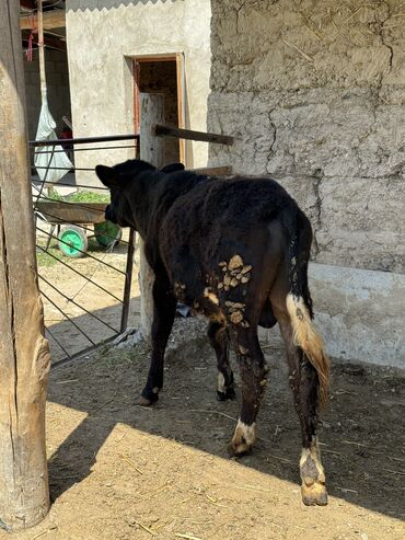 где купить племенных коров в кыргызстане: Продаю | Бык (самец) | Абердин-ангус | Для разведения | Искусственник