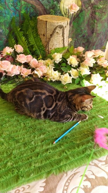 Продажа кошек: Профессиональный Питомник Бенгалов . Бен Гла Мур предлагает Очень — 5