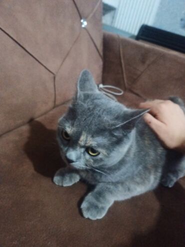 Кошки: Шотландская, Самка, Платная доставка at lalafo.az Кошки: Шотландская, Самка, Платная доставка