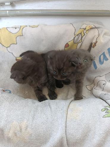 котята свинкс: 1 месяц, Мальчик, Серый, Приучена к лотку — 1