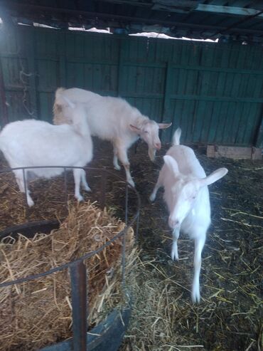 Козы, козлы: Продаю | Коза (самка) | Для разведения — 26