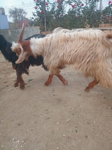 Keçi, çəpiş: Dişi, il: 1, 18 kq, Damazlıq — 8