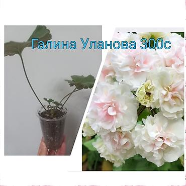 Другие садовые цветы и кустарники: Абутилон (комнатный клён) — саженцы в стаканчиках. Сорт с крупными — 4