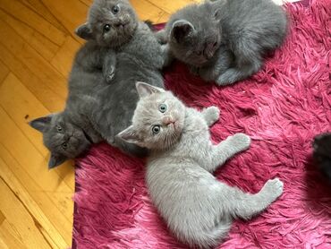 Pişiklər: Dişi, Erkək, Yaxşı əllərə, Ödənişli çatdırılma, Ünvandan götürmə, Rayonlara çatdırılma — 11