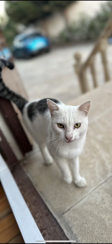 котики в добрые руки: Самец, В добрые руки, Бесплатная доставка