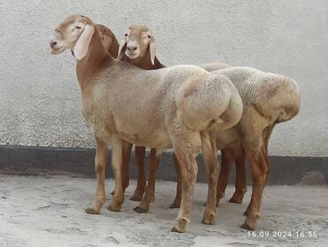 жылкы улак: Сатам | Эчки (ургаачы), Улак | Союуга, Көбөйтүү үчүн