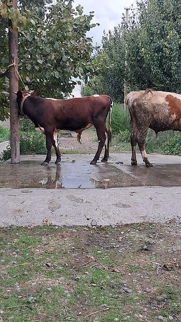 yerli inək: 10 aylıq ik baş erkək danalar satılır hərəsinin diri çəkisi 270kq dı — 6